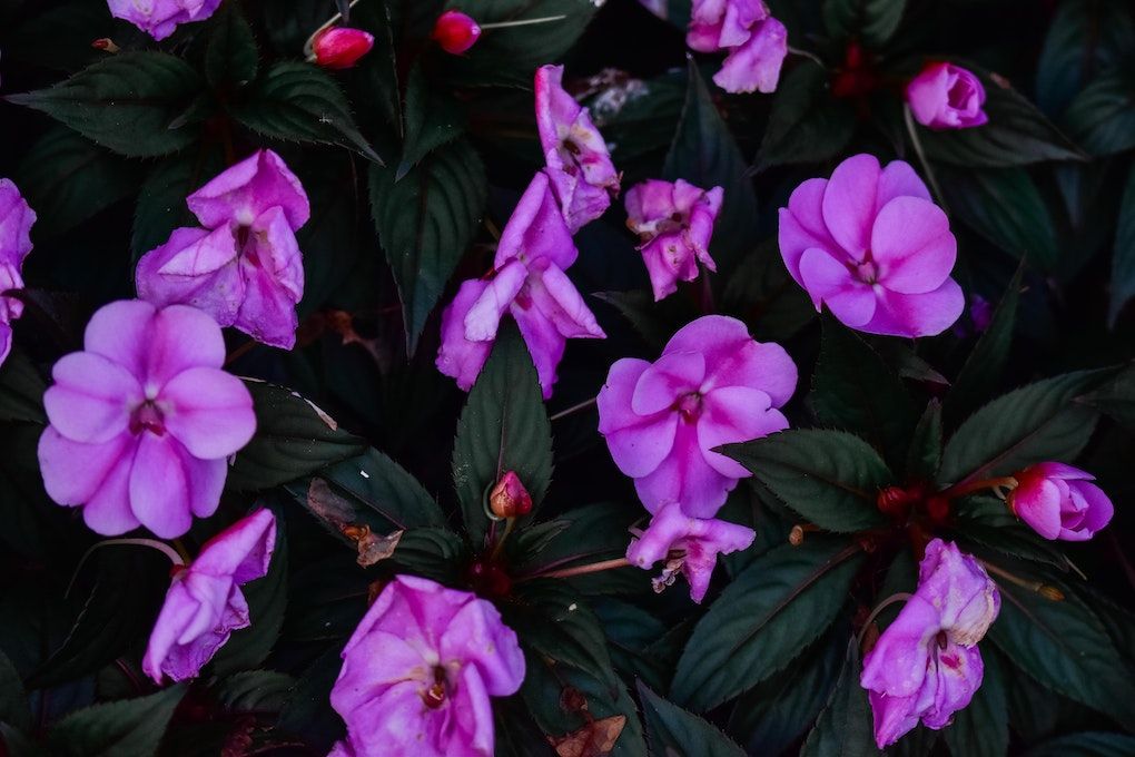 Purple Flowers With Green Leaves